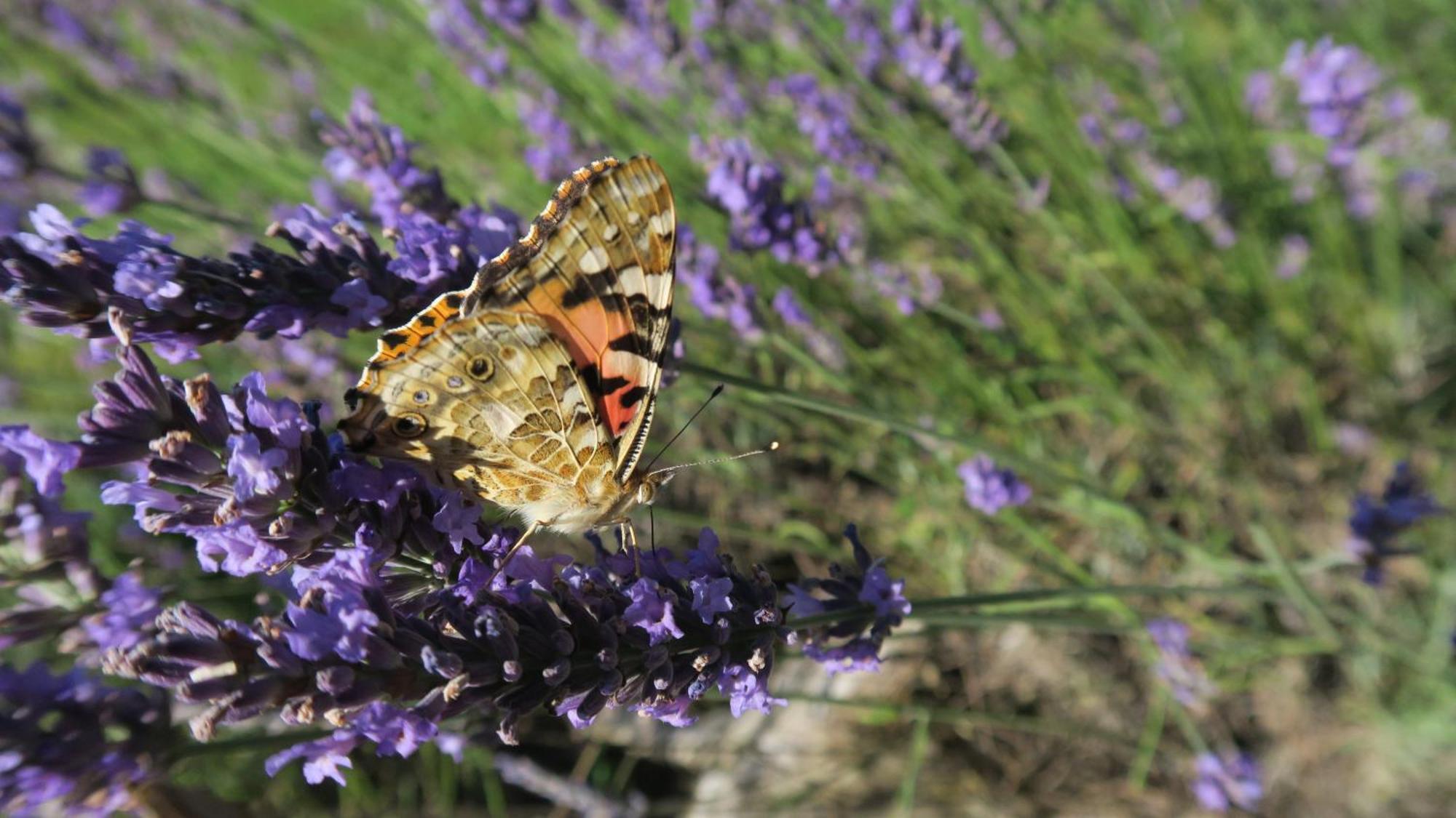 Serenite Verte A La Tuilerie Accommodation La Bazeuge Dış mekan fotoğraf
